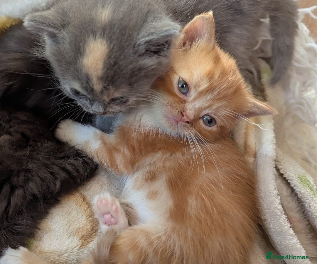Persian cats for sale: Divine Persian X kittens..microchipoed - Image 1