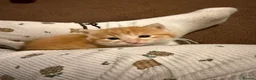 Mixed Breed cats for sale: Ginger male and tuxedo female - Advert 11