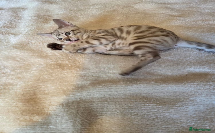 Bengal cats - Advert 3