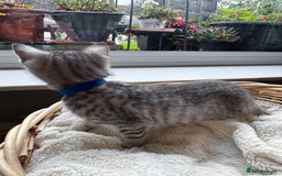 British Shorthair cats for sale: Gorgeous British Shorthair Kittens   - Image 25