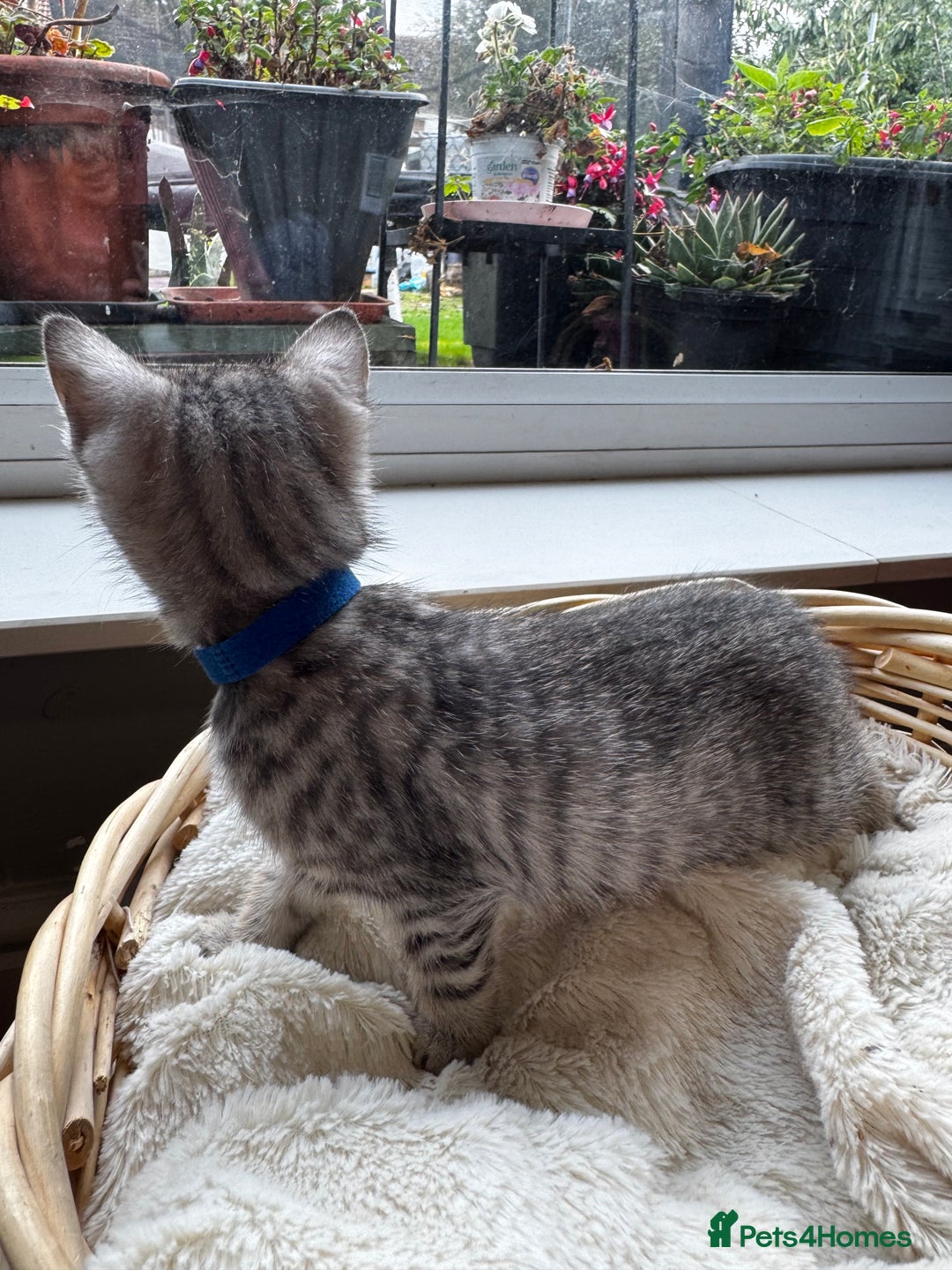 British Shorthair cats for sale: Gorgeous British Shorthair Kittens   - Image 25