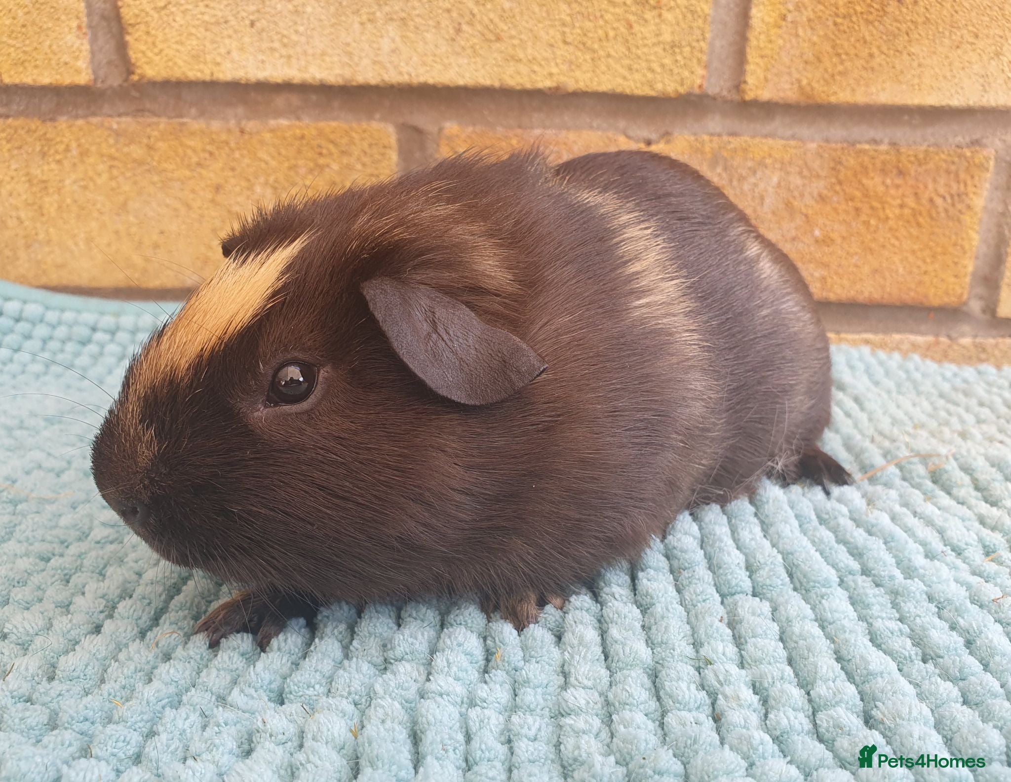 Guinea Pig rodents Beautiful guinea pigs - Advert 1