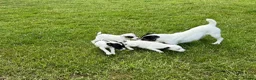 Jack Russell dogs for sale: Jack Russell terriers ready now 🏡 - Advert 7