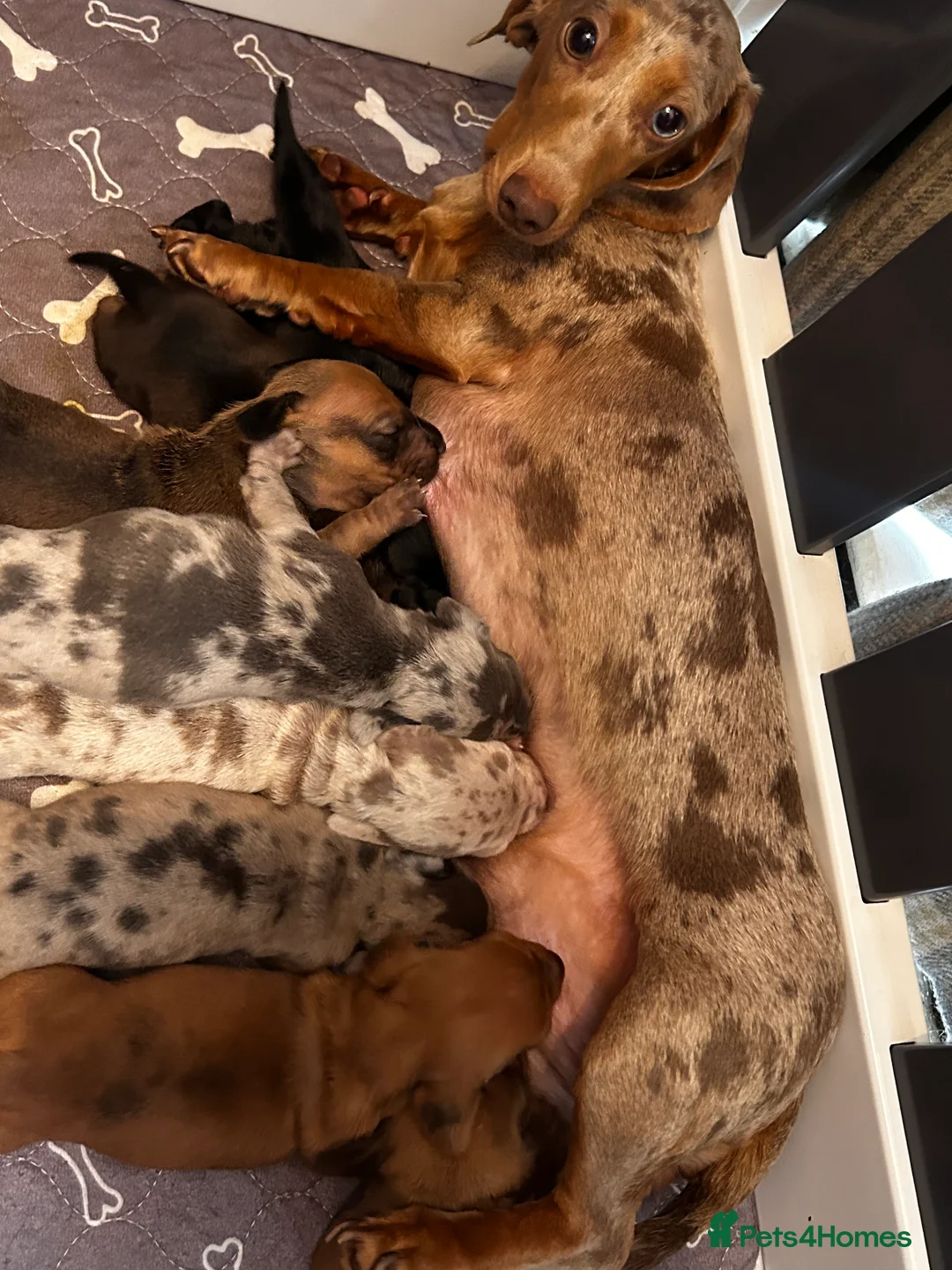 Miniature Dachshund dogs for stud: 💙 STUNNING SOLID BLACK MINIATURE STUD BOY💙 in Leicester - Advert 4