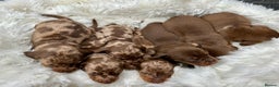 Miniature Dachshund dogs for sale: Beautiful chocolate dapple boys - Advert 2