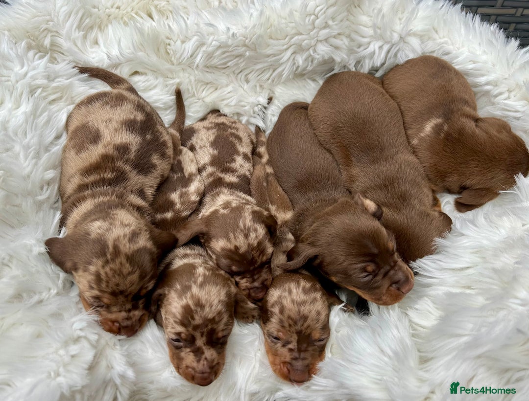 Miniature Dachshund dogs for sale: Beautiful chocolate dapple boys - Advert 2