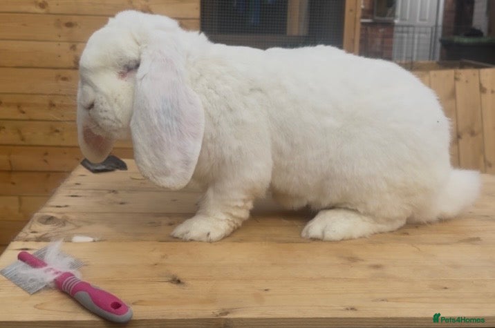 French Lop rabbits for sale: French lop - Advert 2