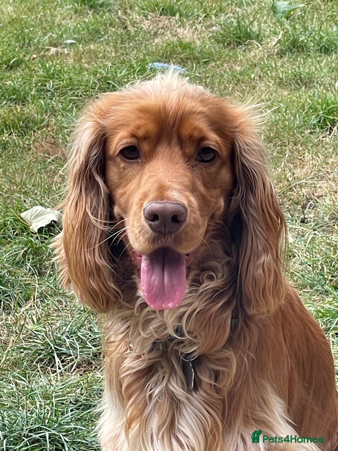 Cocker Spaniel dogs for stud: KC Reg Health Tested Show Cocker Spaniel for Stud in Reading - Advert 11