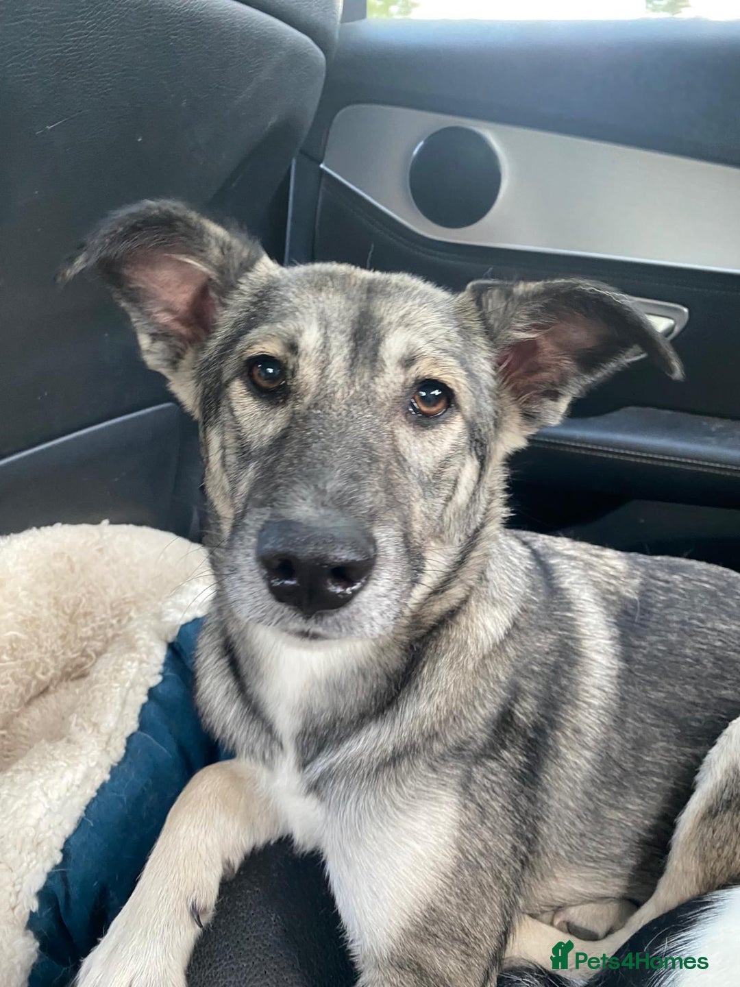 Mixed Breed dogs for adoption: Roona  - Image 4
