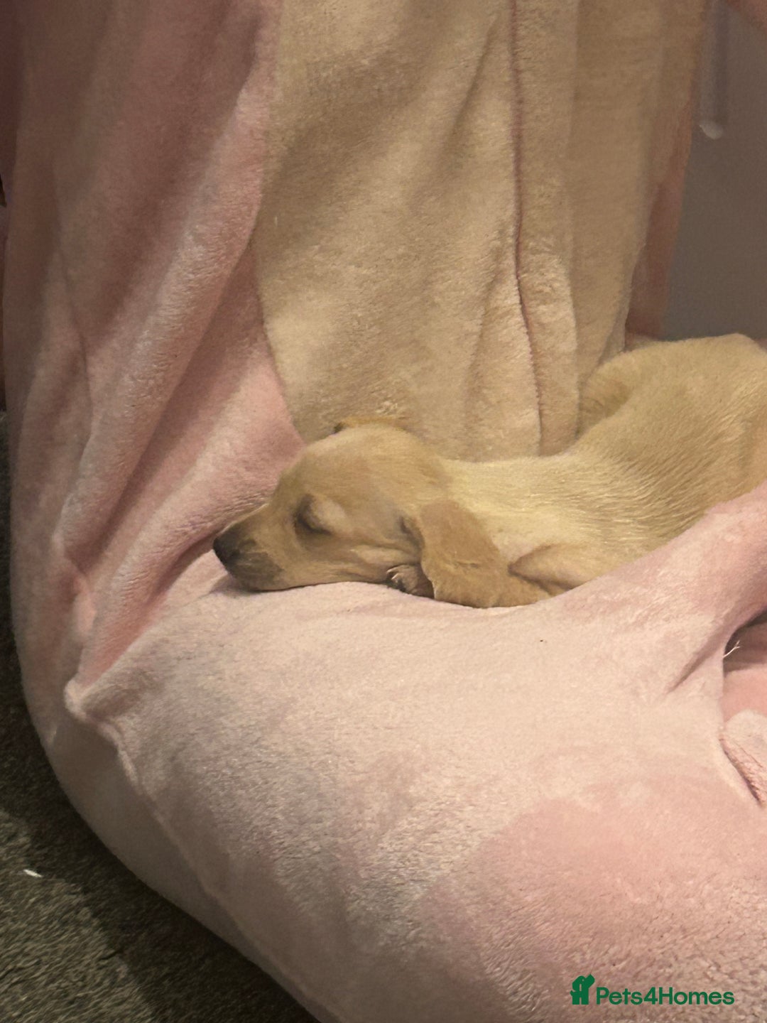 Miniature Dachshund dogs for sale: Miniature dachshunds  - Image 14