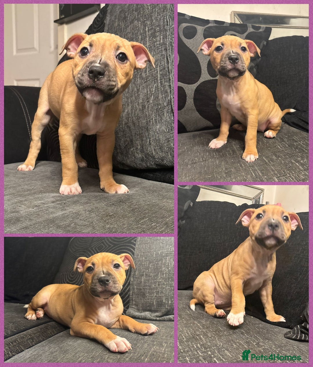 Staffordshire Bull Terrier dogs for sale: Beautiful Staffy Puppies > Ready Now - Advert 7