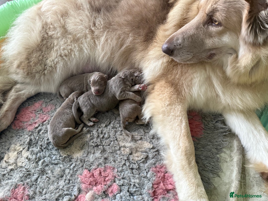 German Shepherd dogs for sale: Gorgeous long hair Isabelle cream German shepherd - Advert 2