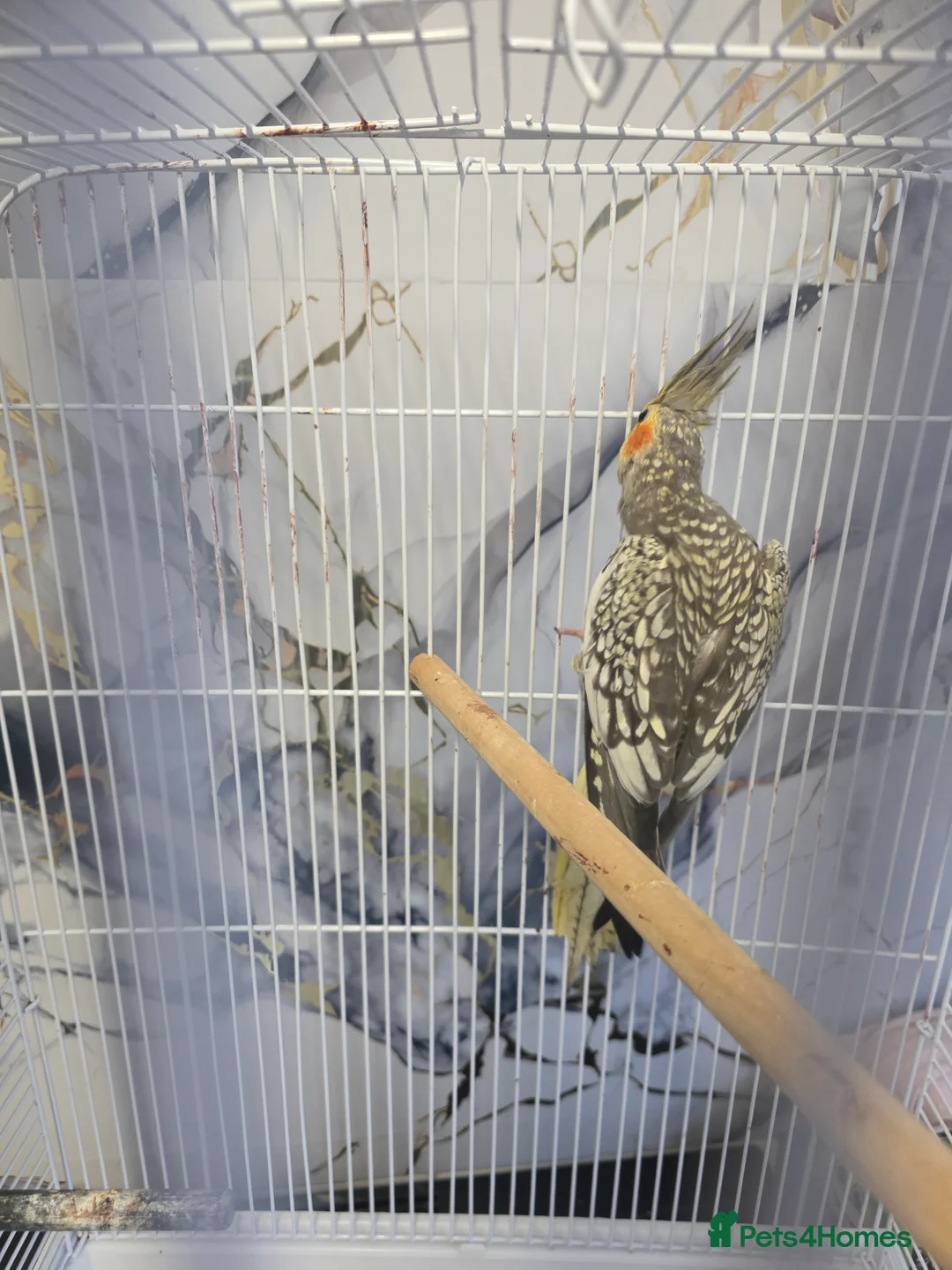 Cockatiels birds for sale: Cockatiels  - Advert 2