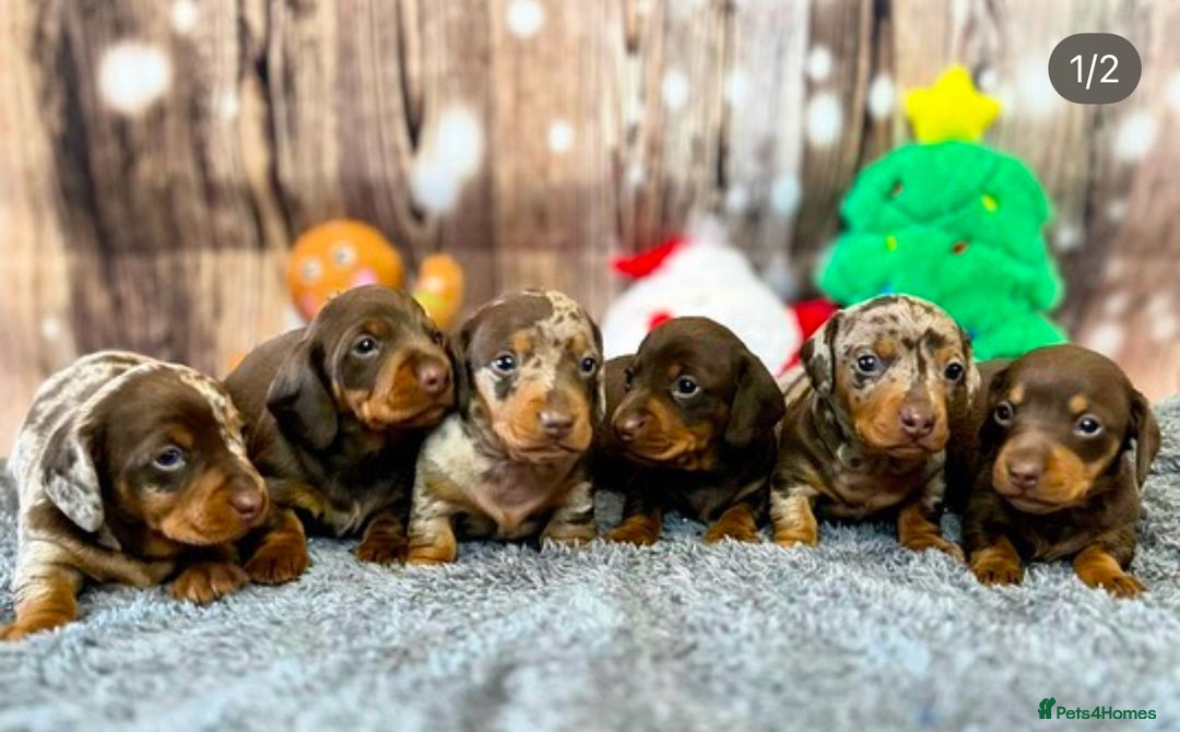Miniature Dachshund dogs for stud: Champion line show Quality Kc 👌🏻 Small boy 🐶 in Accrington - Image 5