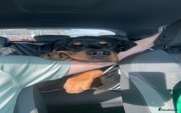 Rottweiler dogs for sale: Rottweiler puppies  - Image 26