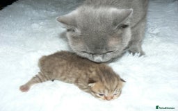 British Shorthair cats for sale: Pedegree British Blue + Tabby Shorthair Kittens - Image 2