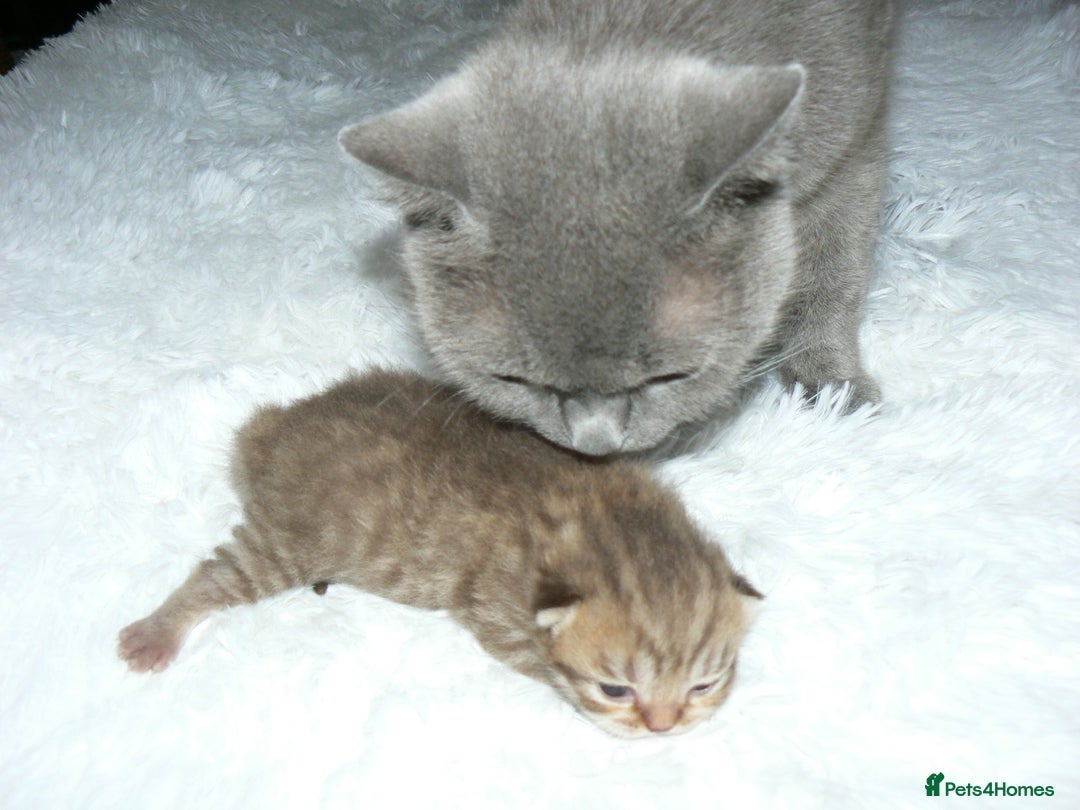 British Shorthair cats for sale: Pedegree British Blue + Tabby Shorthair Kittens - Image 2