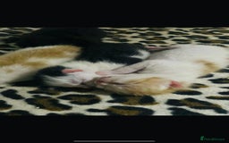 Mixed Breed cats for sale: 4 beautiful half persian kittens - Image 9