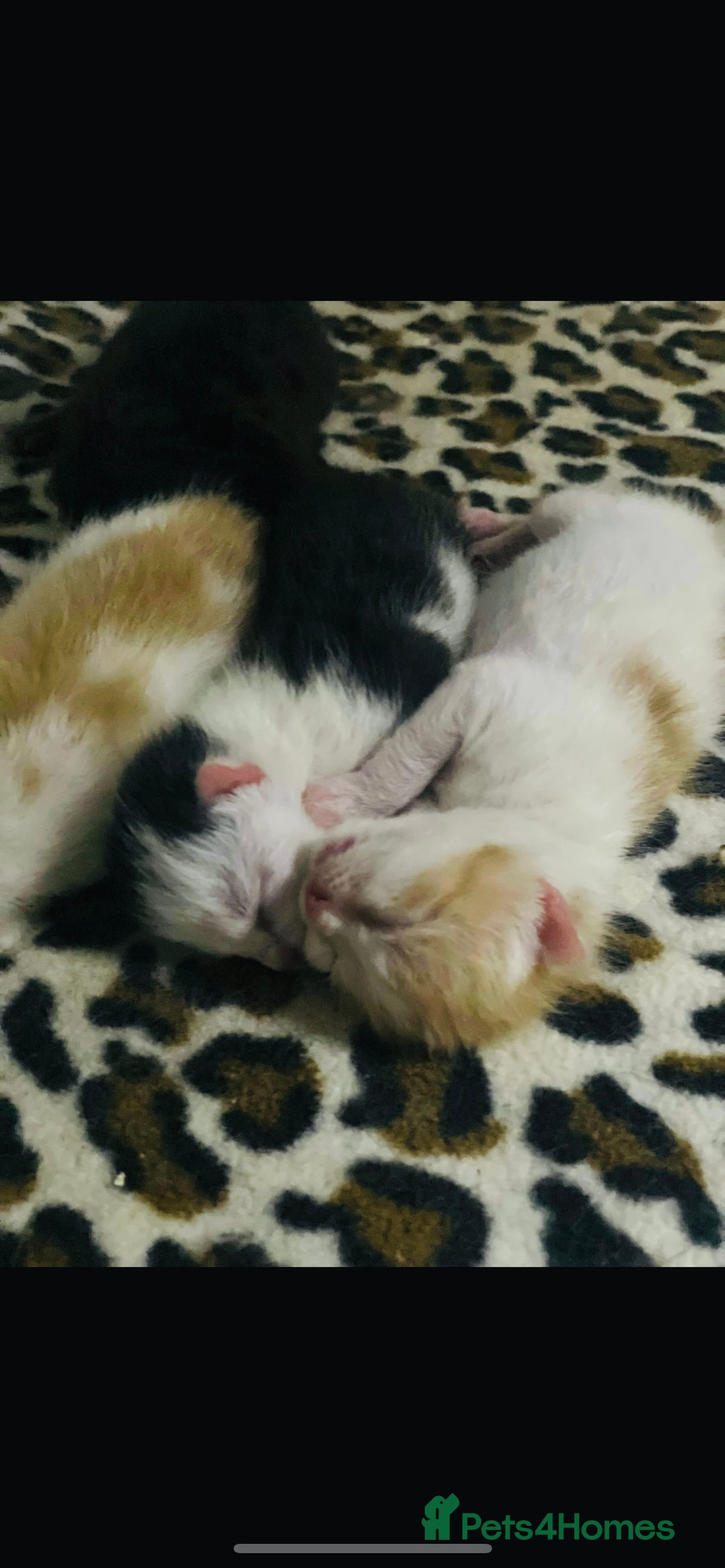 Mixed Breed cats for sale: 4 beautiful half persian kittens - Image 9