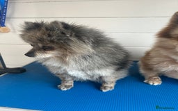 Pomeranian dogs for sale: 2 x pomeranians - Image 15