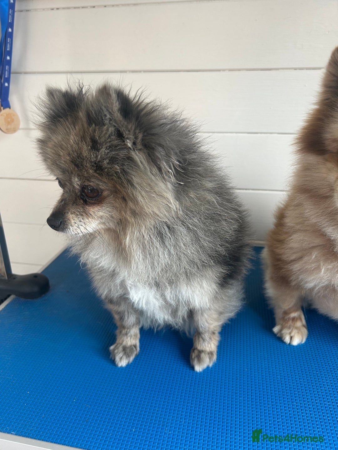 Pomeranian dogs for sale: 2 x pomeranians - Image 15