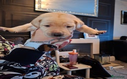 Labrador Retriever dogs for sale: Labrador puppies - Image 3