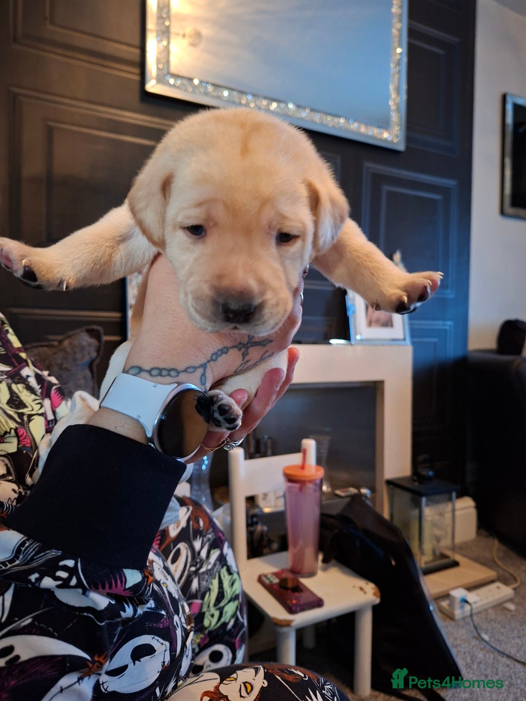 Labrador Retriever dogs for sale: Labrador puppies - Image 3