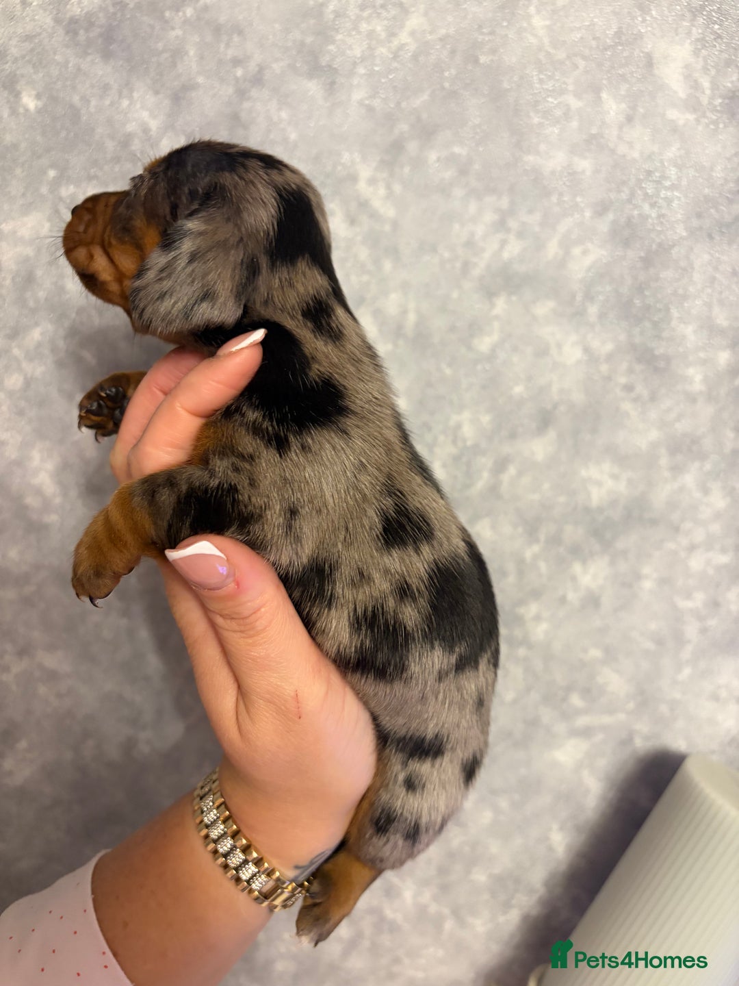 Dachshund dogs for sale: Miniature dachshund pups - Advert 8