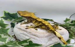 Gecko reptiles for sale: Dark based male harlequin - Image 1