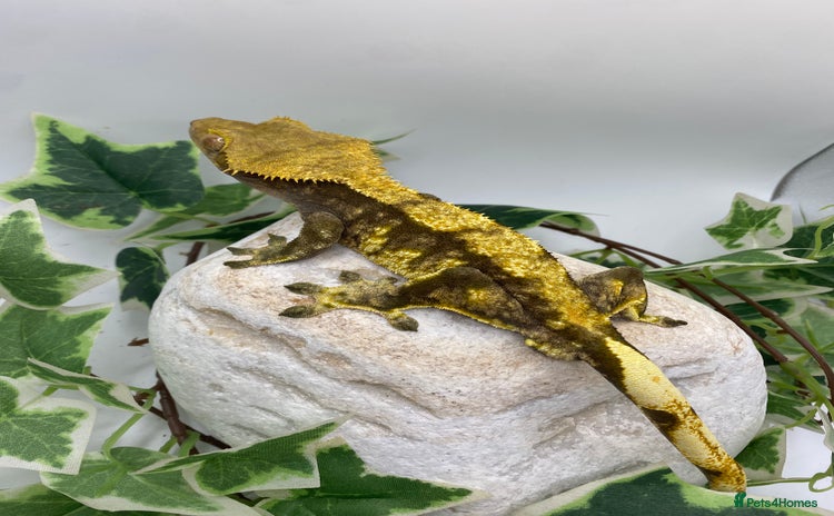 Gecko reptiles - Advert 10