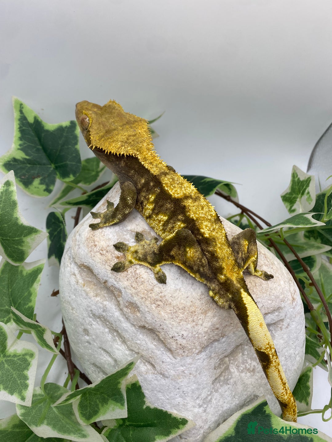 Gecko reptiles for sale: Dark based male harlequin - Image 1