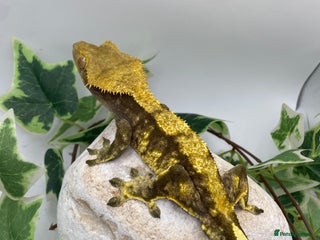 Gecko reptiles - Advert 11