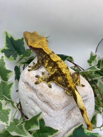 Gecko reptiles - Advert 12