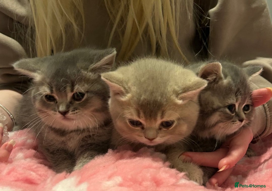 British Shorthair cats for sale: Beautiful British Shorthair kittens  - Advert 19