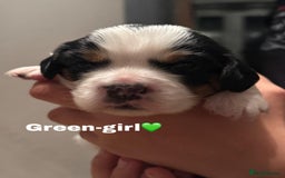 Cockalier dogs for sale: working cocker spaniel  - Image 28