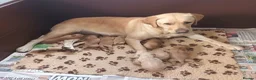 Labradoodle dogs for sale: GOLDEN MINIATURE LABRADOODLE  5* LICENCED BREEDER. - Advert 1