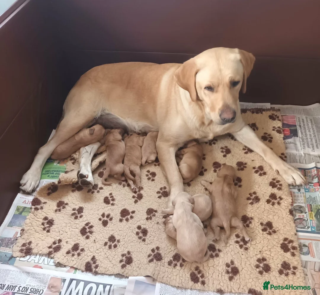 Labradoodle dogs for sale: GOLDEN MINIATURE LABRADOODLE  5* LICENCED BREEDER. - Advert 1