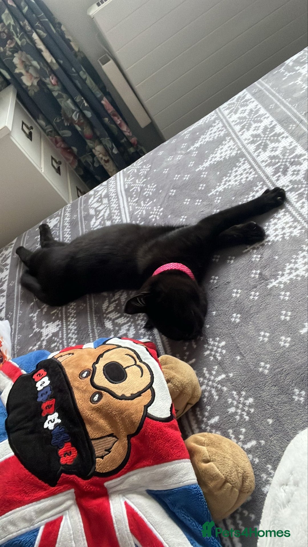 Domestic Shorthair cats for sale: Lovely lady looking for home - Image 3