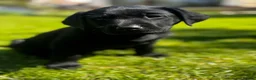 Labrador Retriever dogs for sale: Black working labradors new forest  - Advert 3