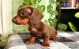 Dachshund dogs for sale: Lovely purebred Dachshund❤️💚🩵 - Image 3
