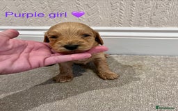 Cockapoo dogs for sale: ADORABLE COCKAPOO PUPPIES BOTH PARENTS ARE HERE  - Image 11