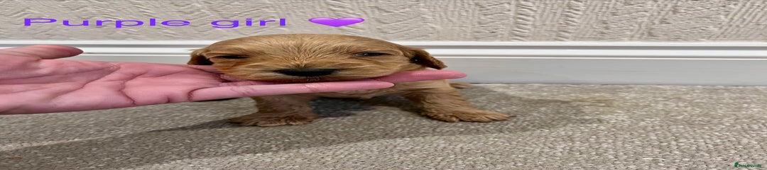 Cockapoo Puppy 5