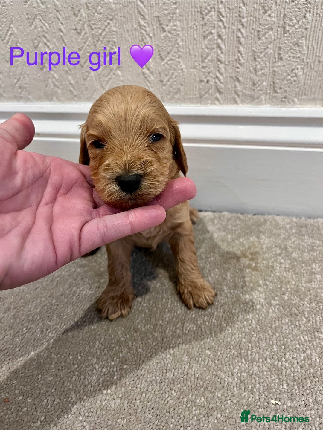 Cockapoo dogs for sale: ADORABLE COCKAPOO PUPPIES BOTH PARENTS ARE HERE  - Image 11