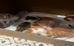 Mixed Breed cats for sale: 6 beautiful kittens (3 male, 3 females) for sale - Image 15