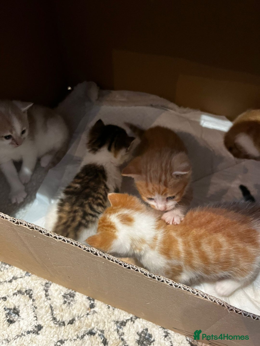 Mixed Breed cats for sale: 6 beautiful kittens (3 male, 3 females) for sale - Image 15