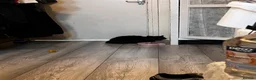 British Longhair cats for sale: Black British Longhair Kitty - Advert 2