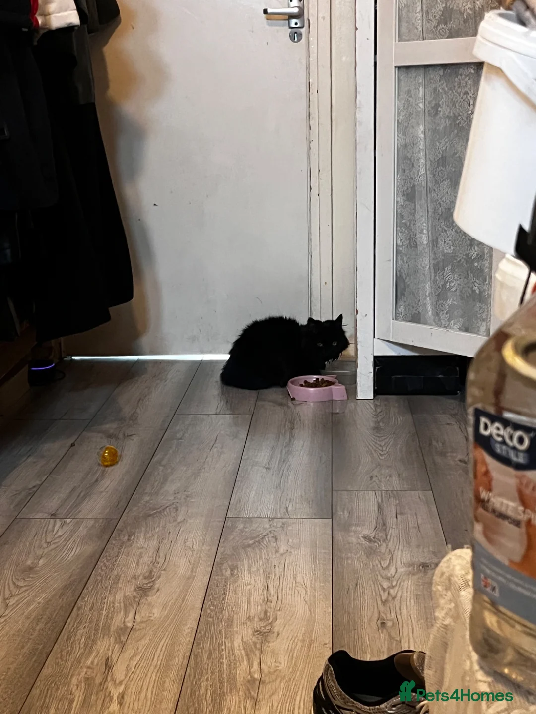 British Longhair cats for sale: Black British Longhair Kitty - Advert 2