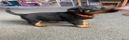 Rottweiler dogs for sale: Hulk and Ruby Rottweiler puppies  - Advert 26