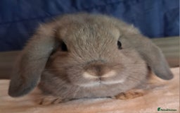 Mini Lop rabbits for sale: Mini lops - Image 2