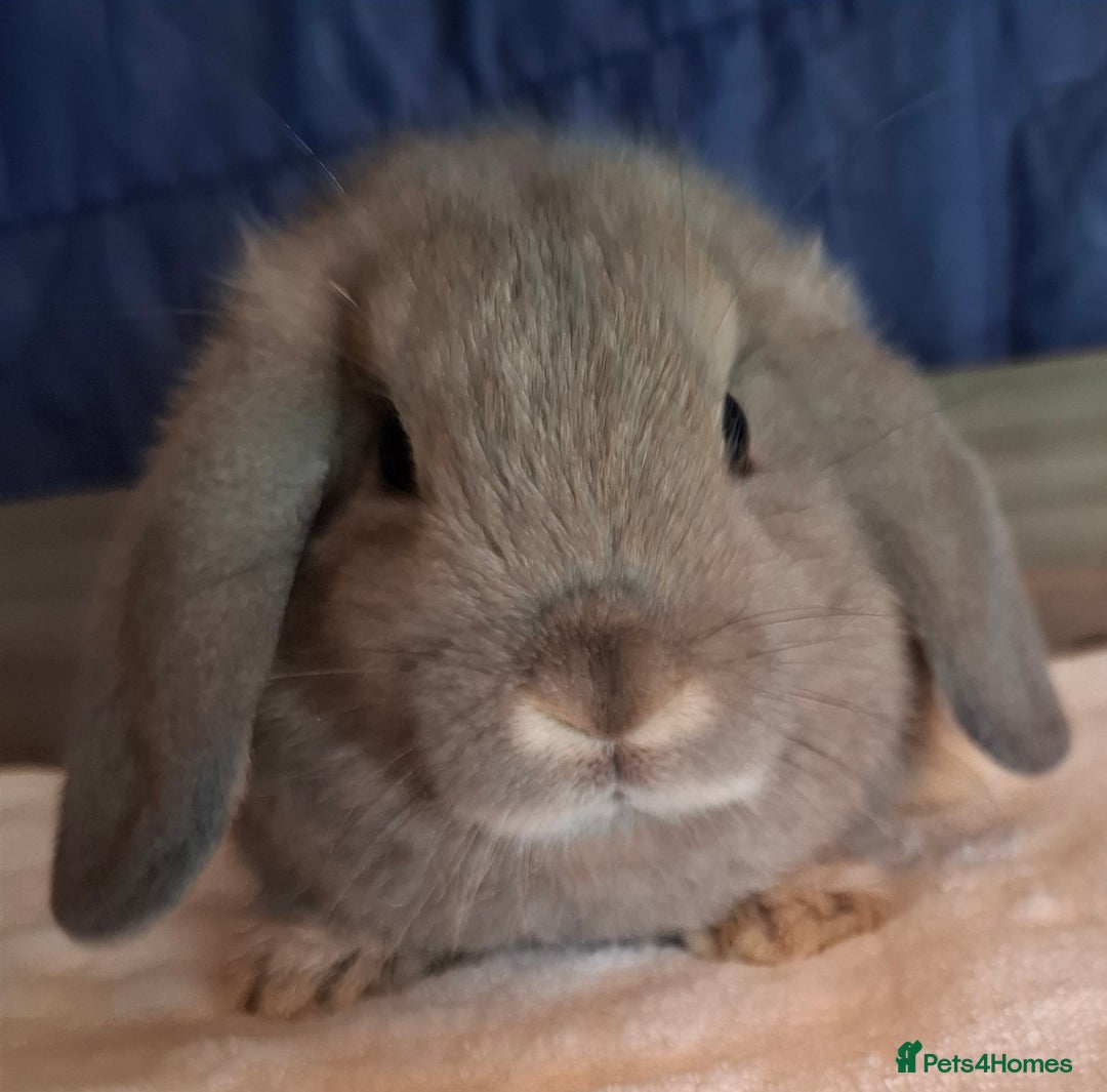 Mini Lop rabbits for sale: Mini lops - Image 2